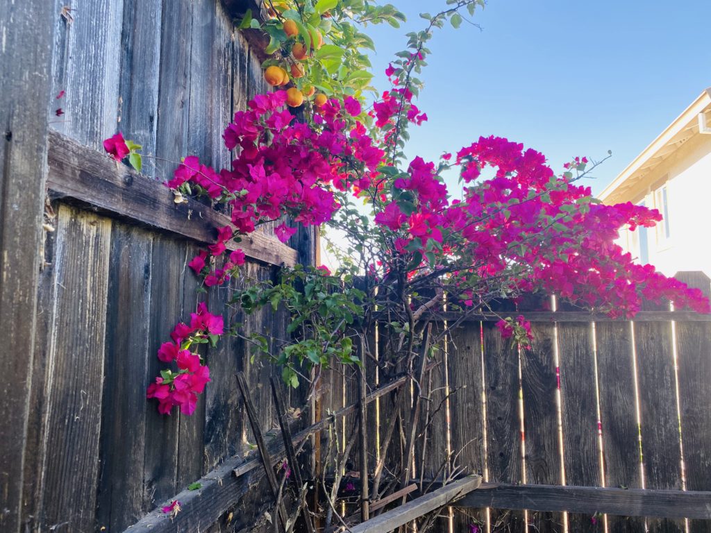 bougainvillea