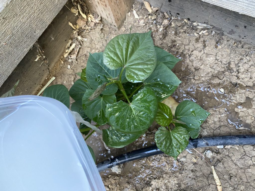 potato plant