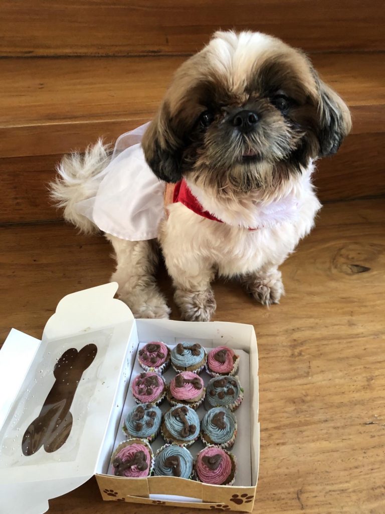 A small dog sitting near a box of colorful donuts and a chocolate bone-shaped treat.