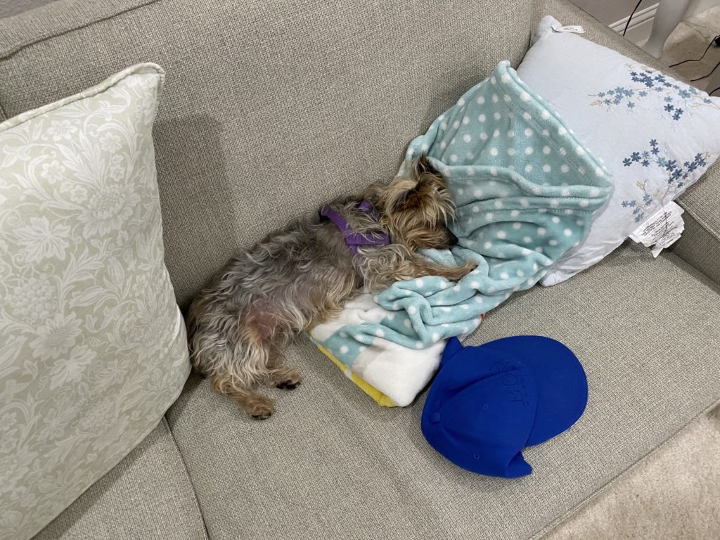 Small dog sleeping on a cozy couch under a blanket.