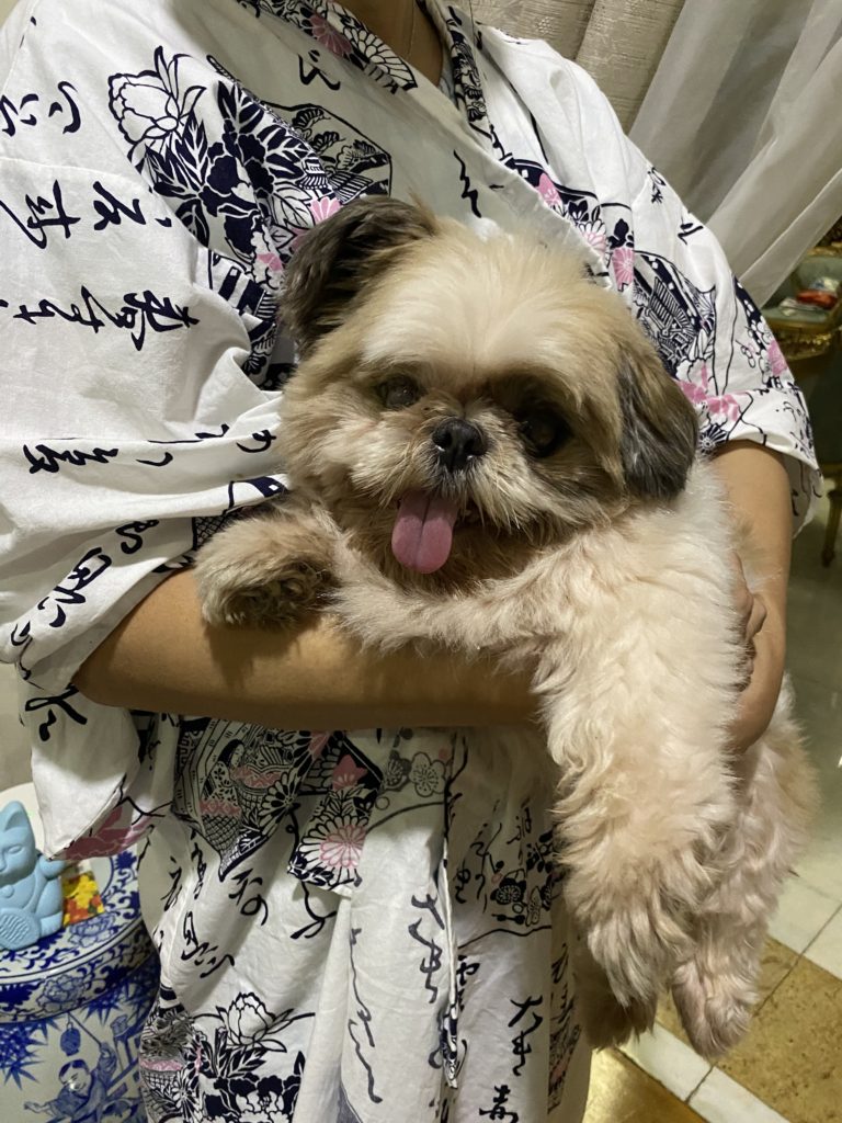 Fluffy puppy with tongue out being held gently.