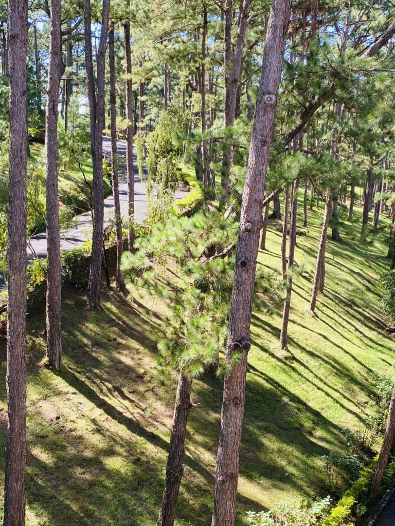Baguio pine trees