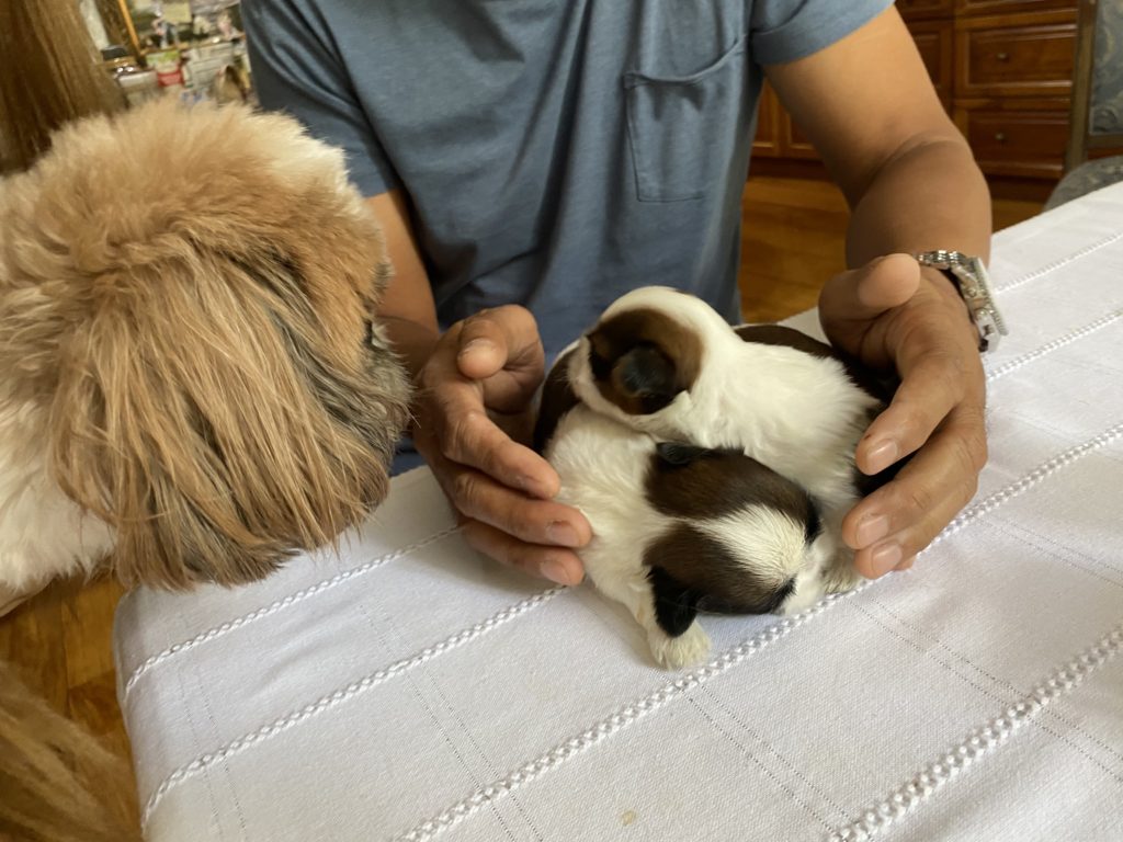 new born Puppies