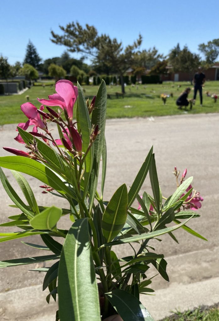 cut flowers