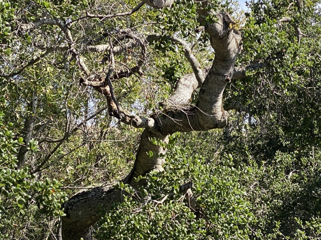 oak tree