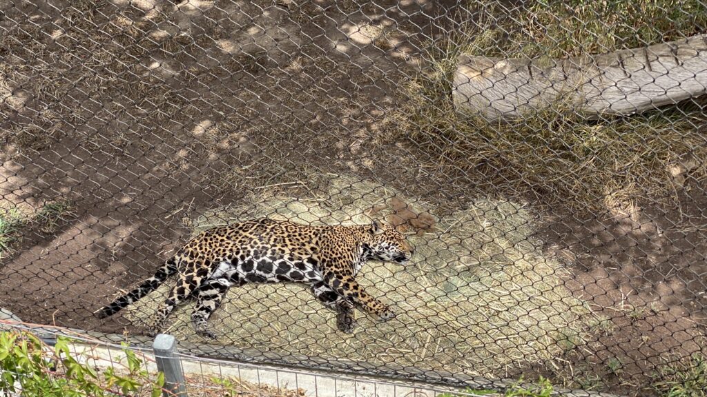 San Diego zoo tour