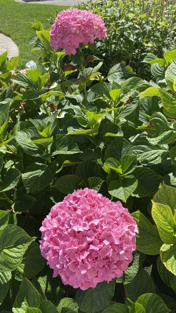 flowers and plates