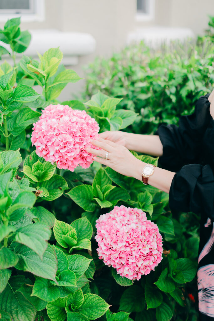 hydrangea, hands