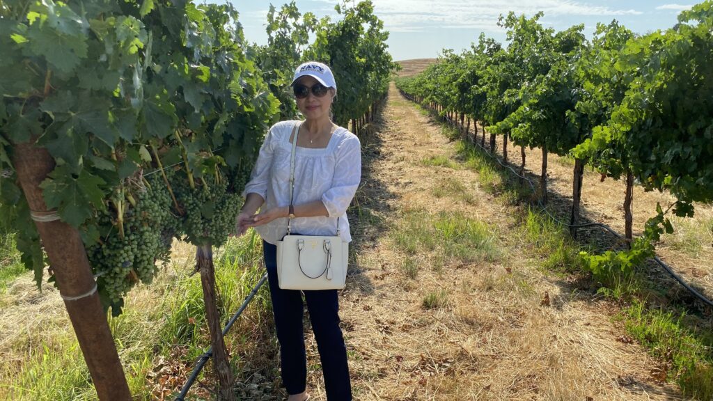 Annie Tan-Yee vineyard