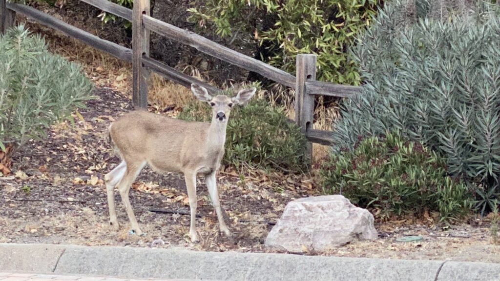 Wild deer