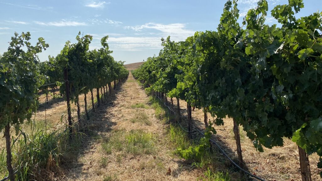 grape vineyard