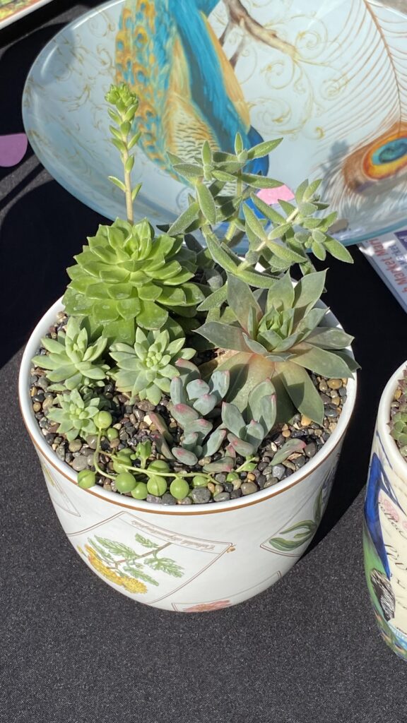 Tiffany pot, succulent