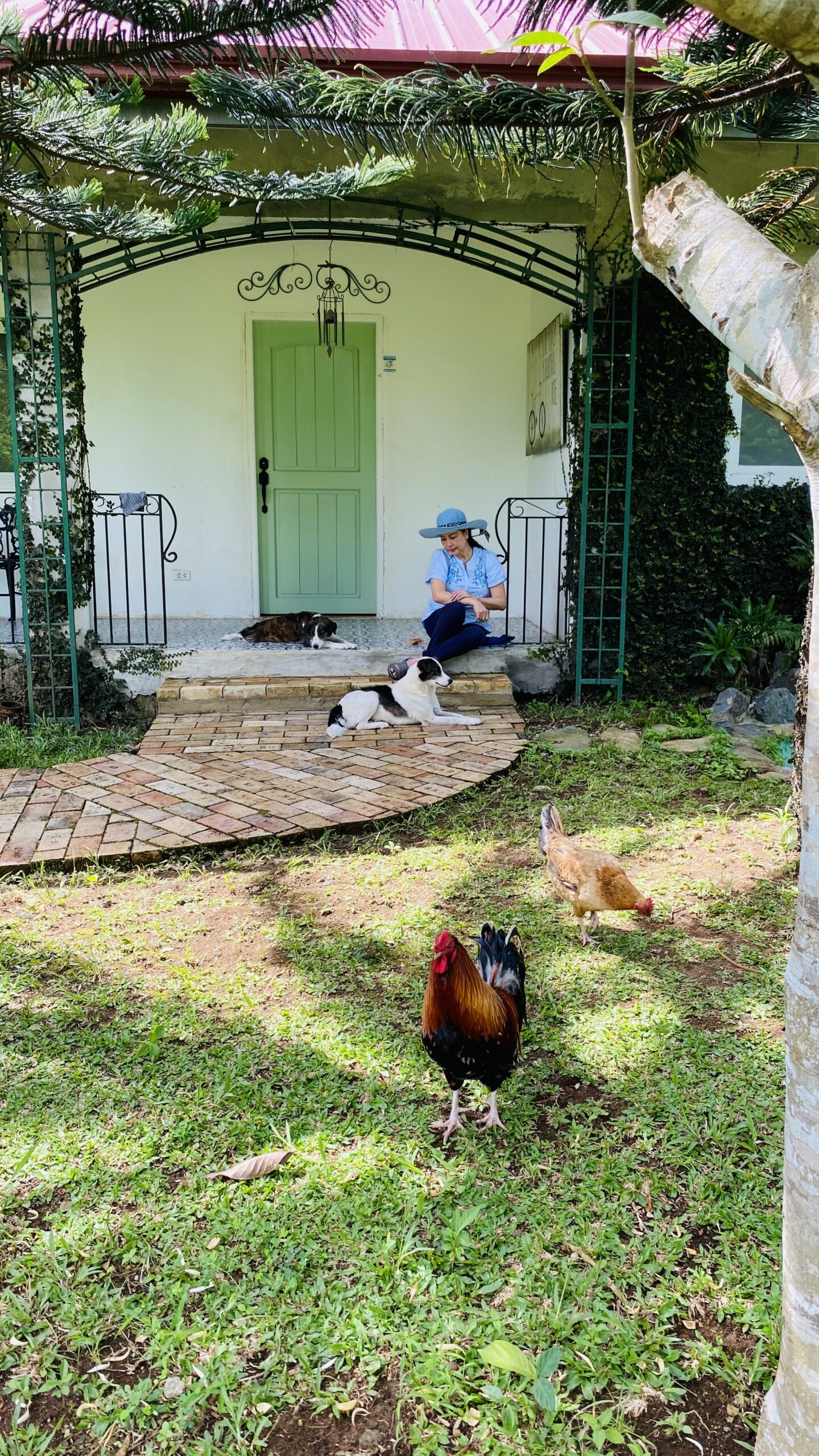 OMB with dogs and chickens