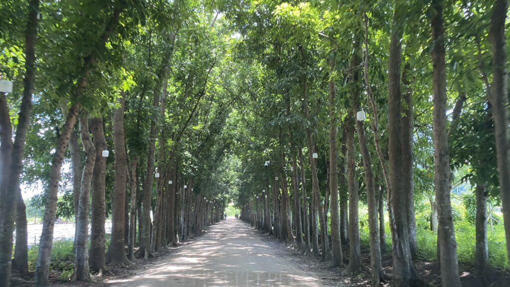 Mangantila trees entrance