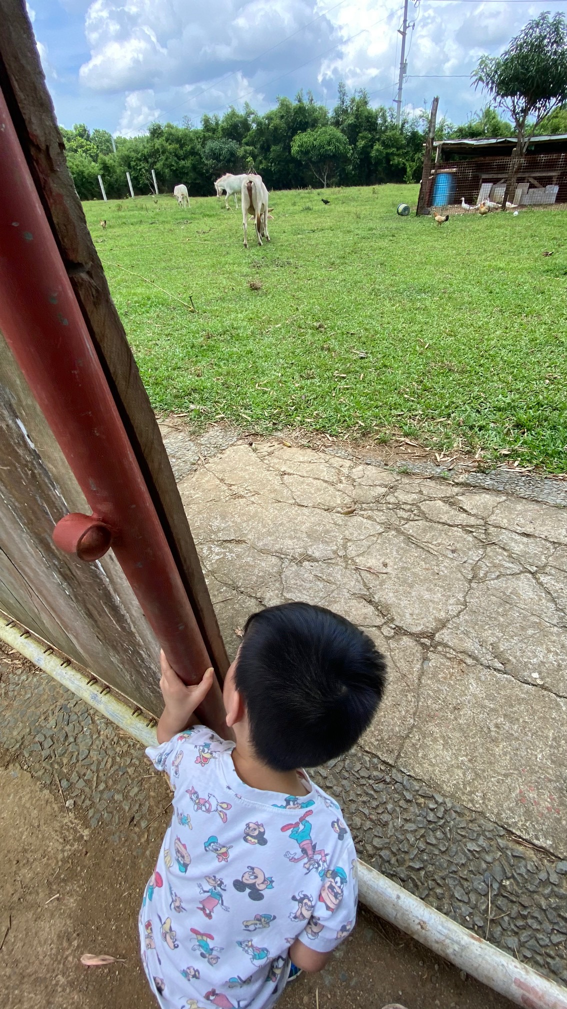 Theo feeds the ducks